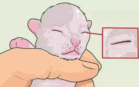 小貓咪能吃火腿腸嗎