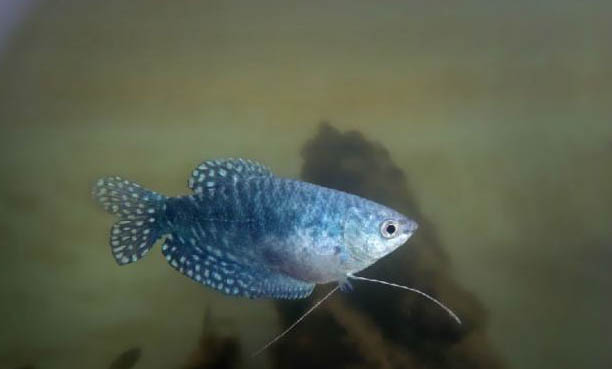 藍曼龍魚為什么會變黑?