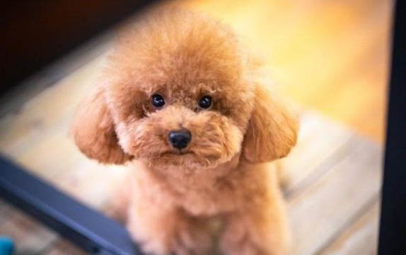 如何處理狗狗耳螨