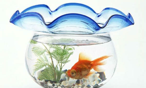 紅魔鬼魚和鸚鵡的區別有哪些