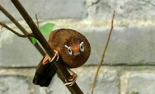 齊毛畫眉鳥養多久上性