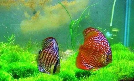 神仙魚多久產一次卵