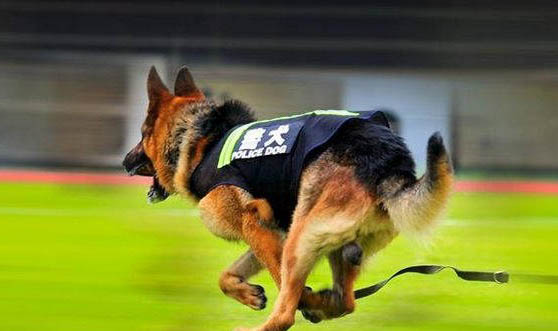 中國十大警犬品種都有哪些