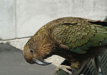 鸚鵡不進鳥窩怎么辦?