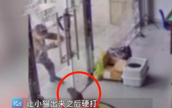 請問貓咪嘔吐的原因及處理方法？