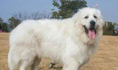 大白熊犬多久認主人