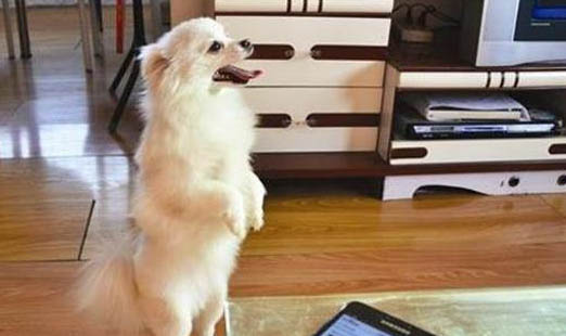 狗狗發燒能自愈么?