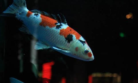 六角龍魚能活多久