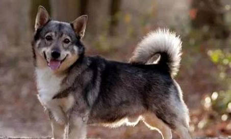 柯基犬愛叫嗎