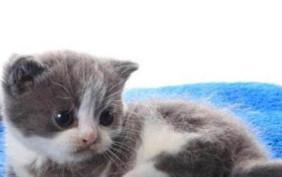 小貓腿骨折了能自愈嗎