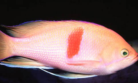 金魚吃水草是因為沒吃飽嗎