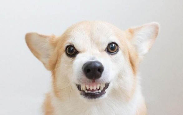 狗狗不讓摸怎么辦