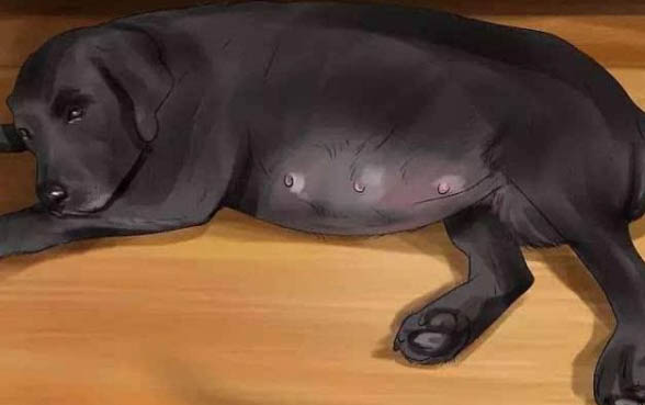 泰迪狗生完小狗多久可以洗澡