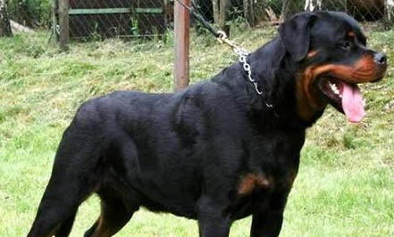 羅威納犬和土狗串串