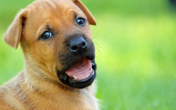 中國禁養犬種