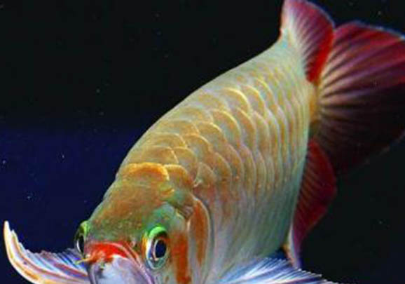 龍魚翻肚子扶正需要幾天
