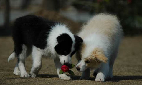 哪里有賣邊境牧羊犬 怎么買牧羊犬