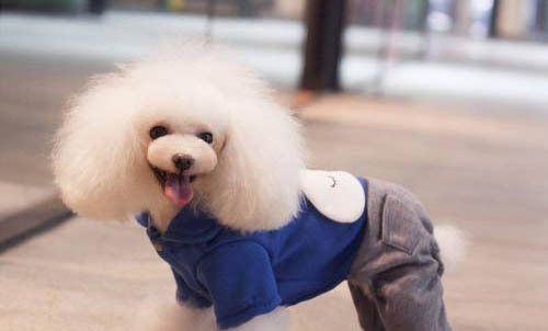 如何看貴賓犬的年齡