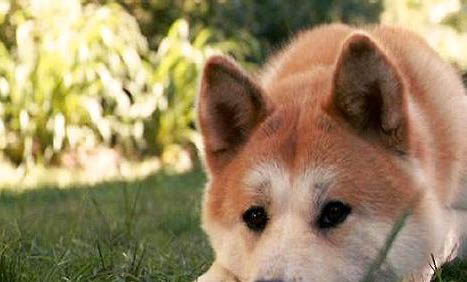 秋田犬智商相當于幾歲小孩