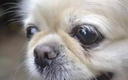 小狗可以吃葡萄嗎為什么呢