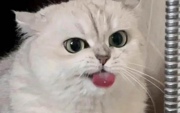 兩個月的貓能不能吃罐頭