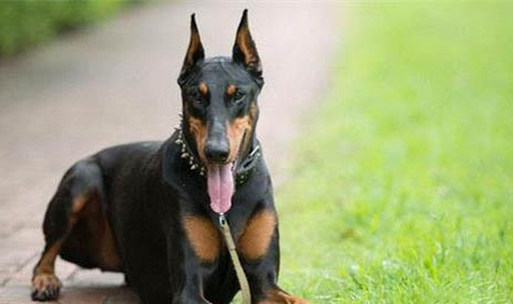 德國(guó)杜賓犬突然不愛吃東西的原因是什么