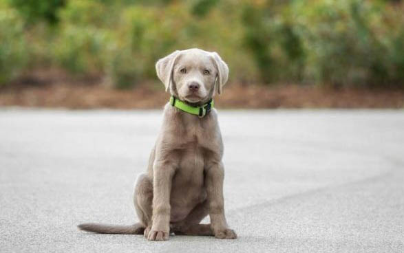 純拉布拉多犬的特征