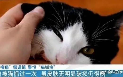 小貓睡覺時抽搐怎么回事