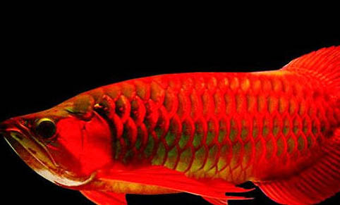 紅龍魚飼養(yǎng)技巧