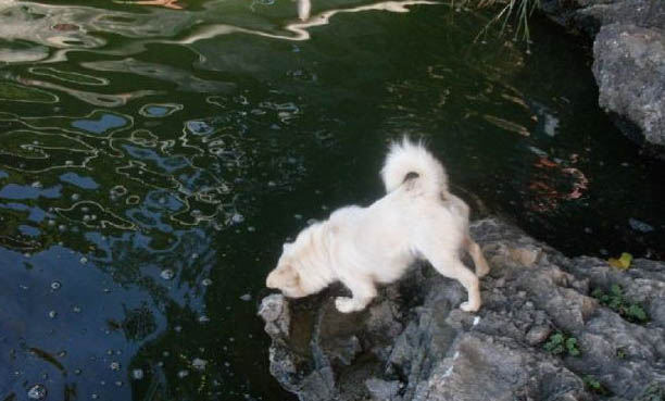 狗狗細小病毒怕熱嗎