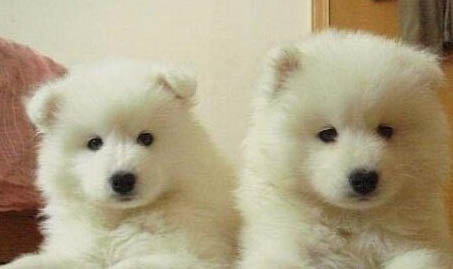 上海薩摩耶犬多少錢一只