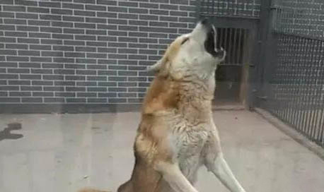 天熱狗狗食欲不好正常嗎