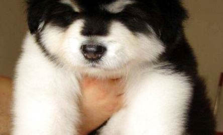 求介紹一只純種阿拉斯加犬