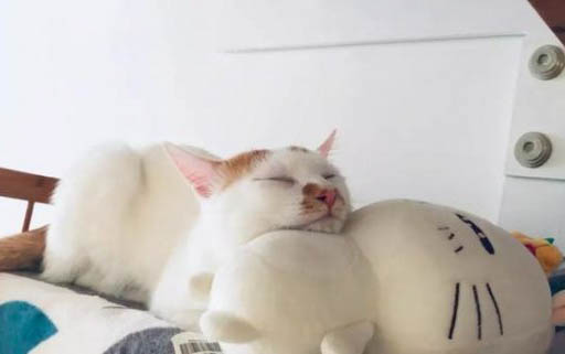 小貓亂竄的原因及處理方法