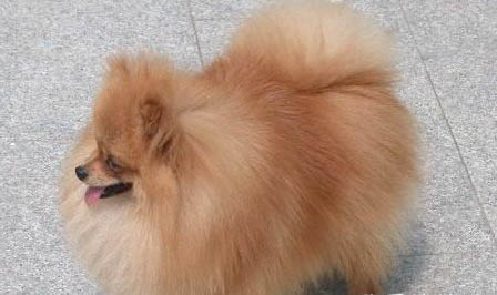 博美犬的壽命一般是多久