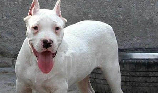 杜高犬對主人忠誠嗎
