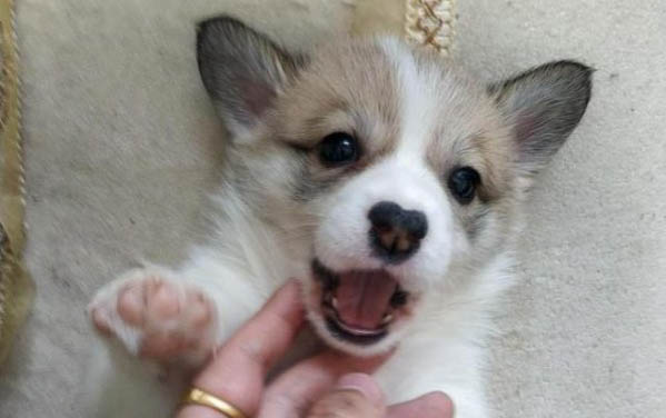 幼犬可以吃榴蓮嗎