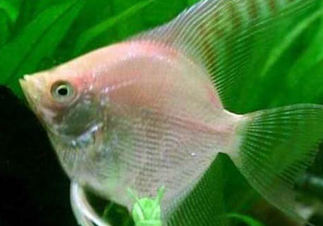 神仙魚繁殖方法