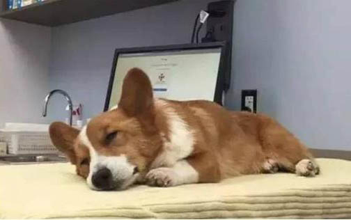 狗狗后腿斷了多久能好