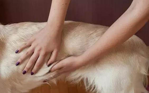 幼犬驅蟲后幾天可以洗澡