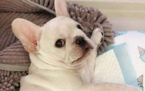 狗狗可以吃酸奶嗎？