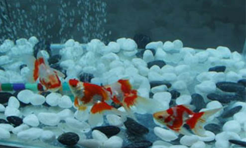 釣魚切線的解決方法是什么