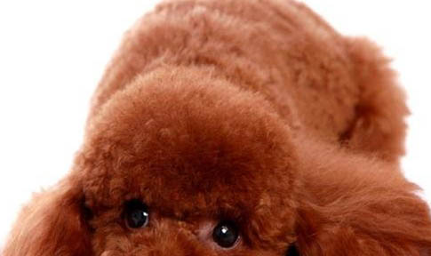 泰迪幼犬狗糧哪個牌子好