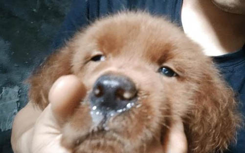 狗感冒第四天沒精神