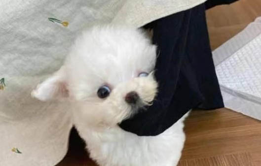 一個月的小狗主要吃什么