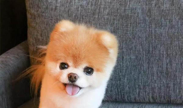 狗狗骨折后有什么癥狀