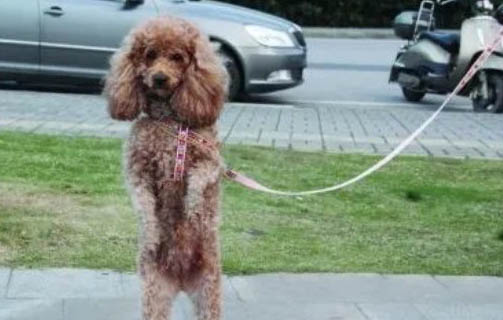 泰迪狗的壽命是多少年
