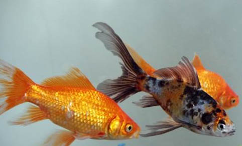 什么品種觀賞魚最好養