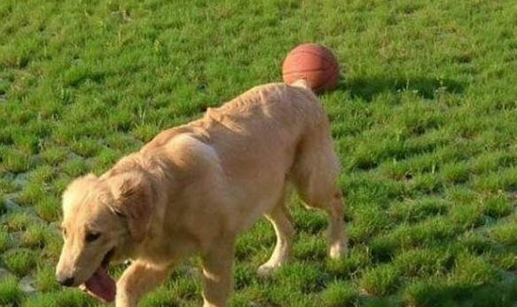 大型犬怎么托運