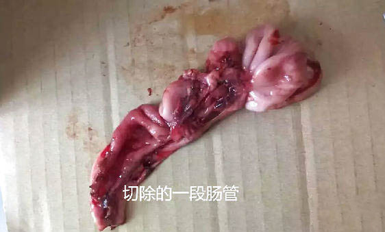 怎樣改善泰迪的口臭